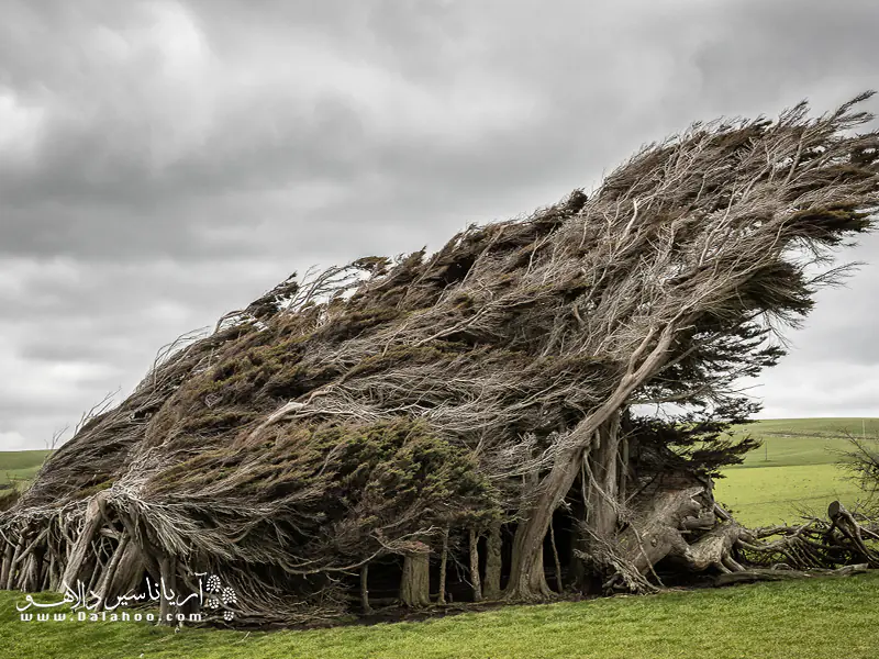 دستهای از درختان در جنوب نیوزلند هستند که به دلیل وزش باد شدید در منطقه، به این شکل رشد کرده.