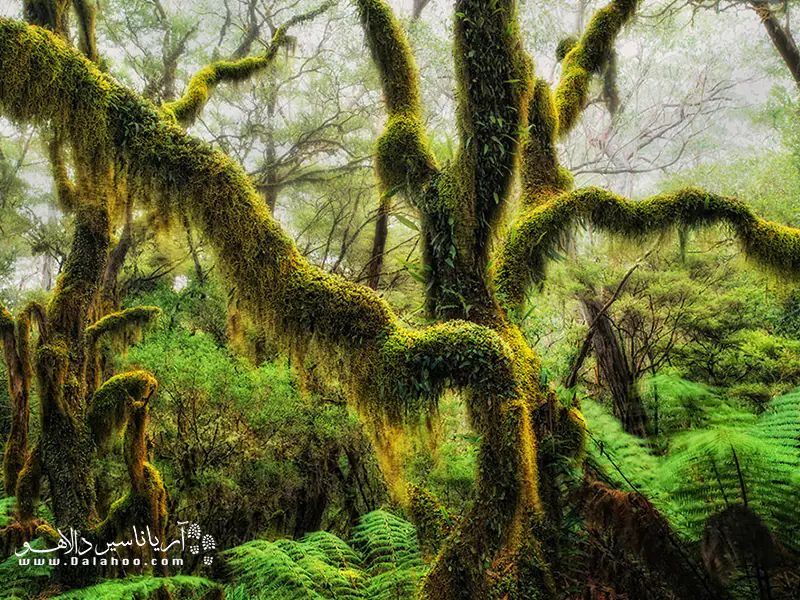 درخت راش خزهای در اورگون.