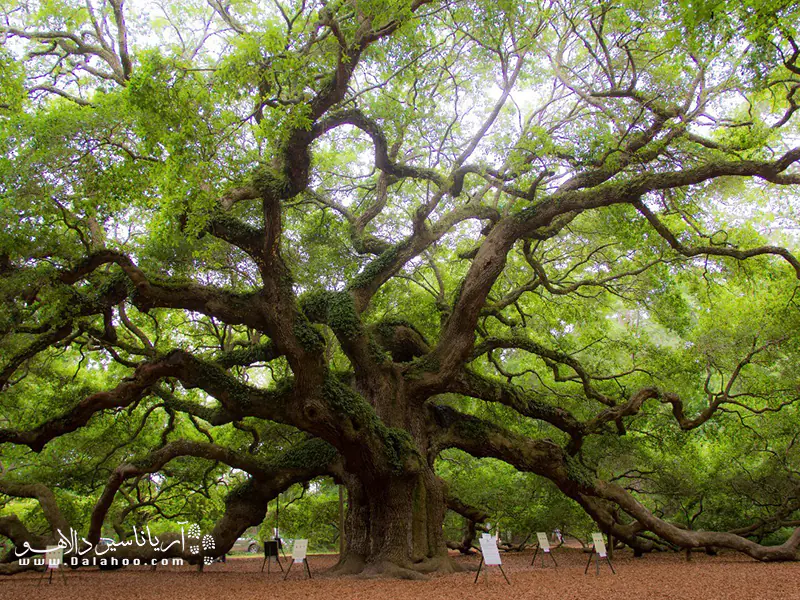 جزیرهی جان در کارولینای جنوبی، این درخت بلوط زیبا را میزبانی میکند.