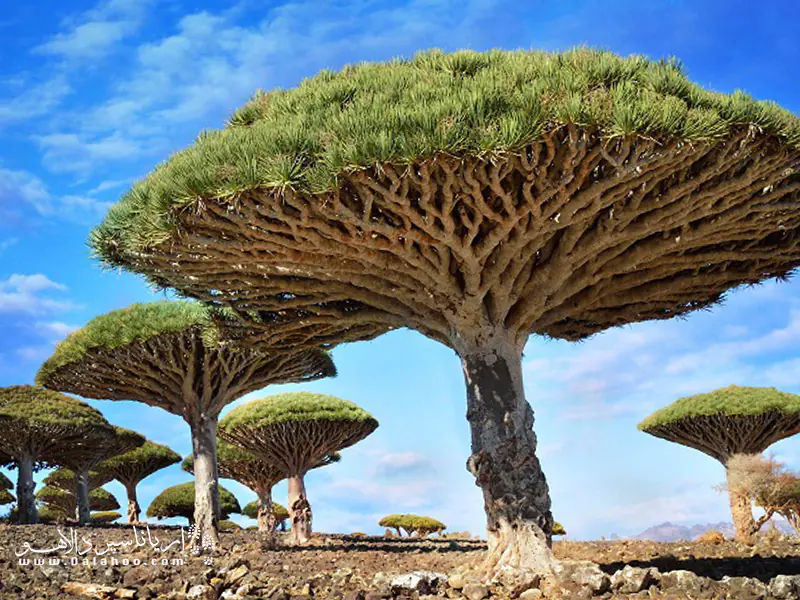 درخت خون اژدها به خاطر شیره سرخی که دارد، چنین نامی گرفته و در رنگسازی کاربرد دارد.