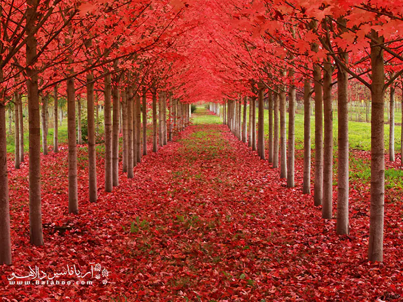 تونل افرا در اورگون.