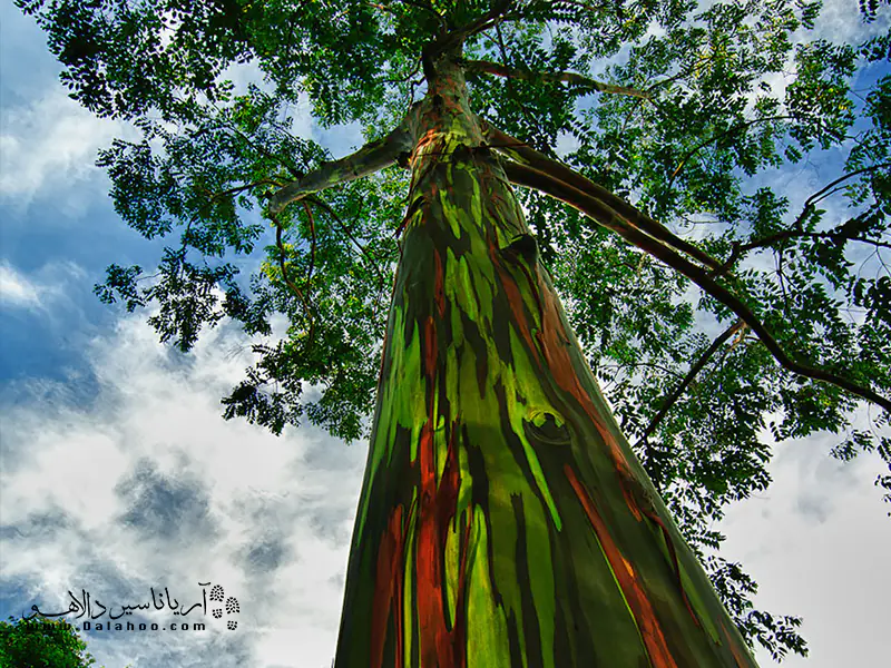 درخت اکالیپتوس رنگینکمانی در امتداد مناطق جنوبی اقیانوس آرام میروید.