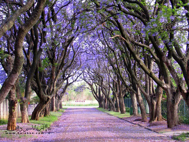 درخت پیچ اناری.