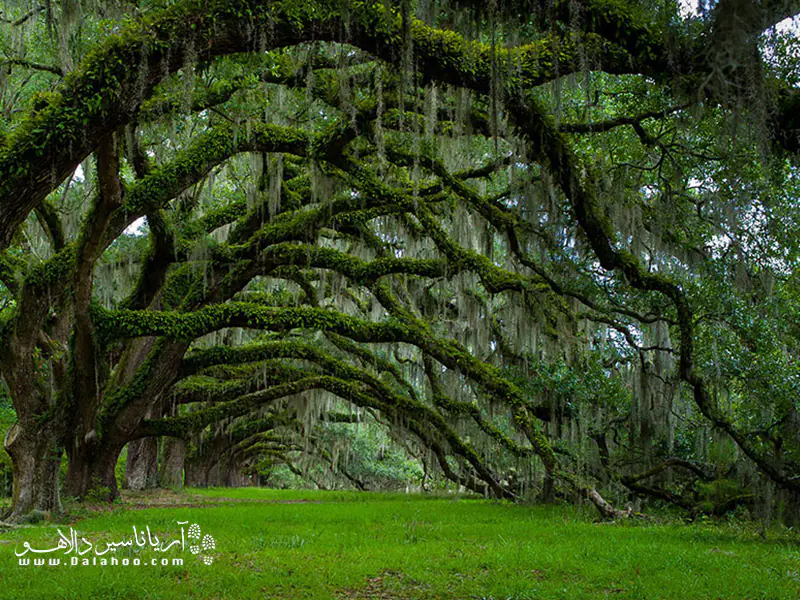 کارولینای جنوبی میزبان خیابانی از درختان بلوط قدیمی است.