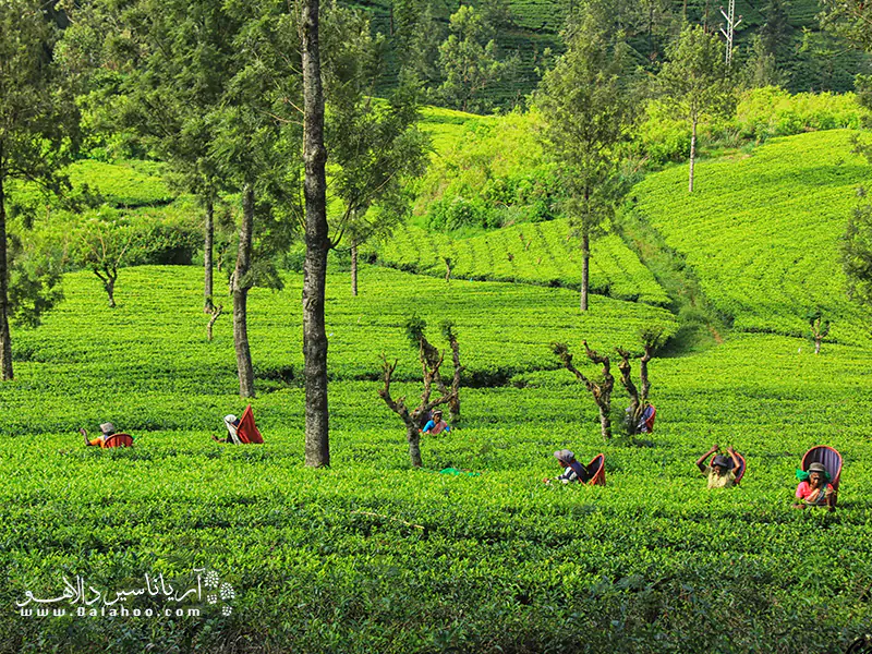 بازدید از این زمین چای و دیدن نحوه تولید چای پرطرفدار کوپا (cuppa) حتما برای‌تان تجربه‌ای فوق‌العاده خواهد بود.