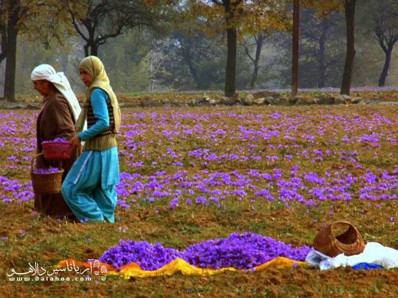 زعفران کشمیر در جهان زبانزد است.