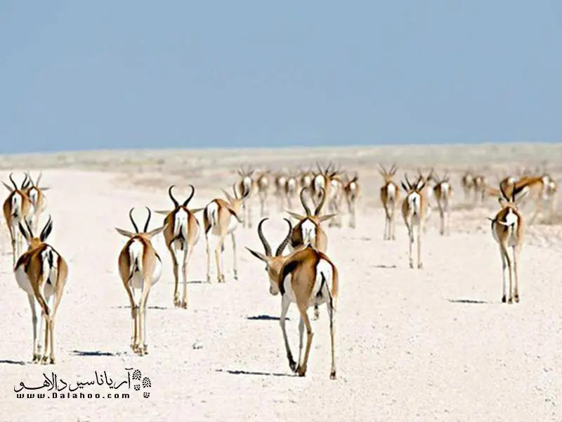 حرکت گروهی جبیرها.