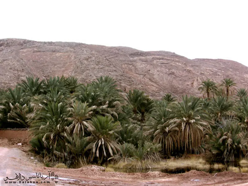 برکه‌ آب و نخلستان‌های خرما از جاذبه‌ها طبیعی روستای گرمه هستند.