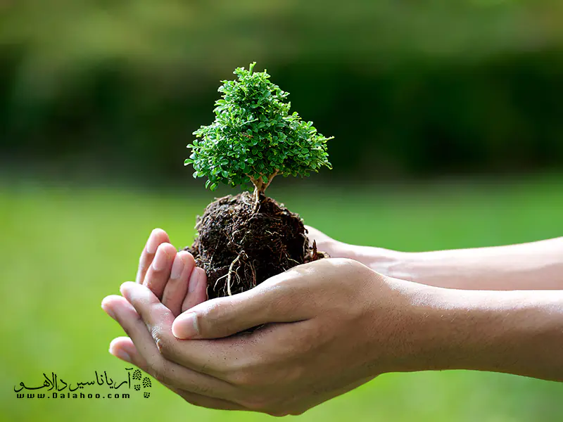 به دلیل شرایط اقلیمی ایران، درختکاری در ایران دارای ریشه در علایق ملی و سنت‌های تاریخی دارد. 