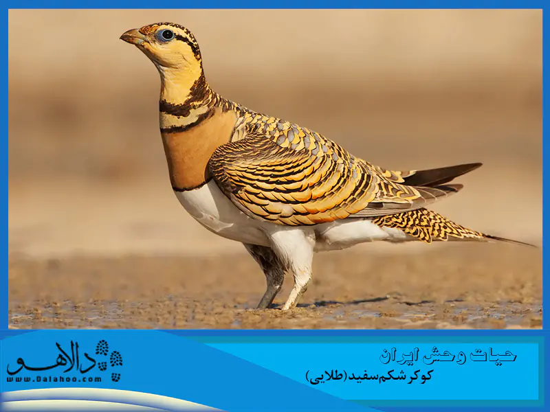 به کوکرها فکر کنیم. آنها در معرض انقراض و نابودی‌اند!