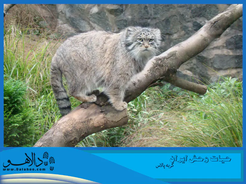 گربه پالاس به خاطر فک کوچک و دندان‌های کمش صورت بامزه‌ای دارد.