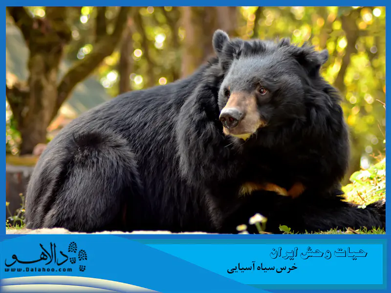 موهای خرس سیاه نسبت به خرس قهوه&zwnj;ای بلندتر است و موهای سپیدرنگ، که زیر گردن این حیوان قرار دارد، آن را به خرس یقه&zwnj;دار معروف کرده است. 