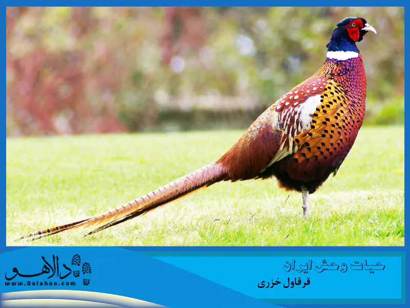 خوش خوراک و متنوع خوار است