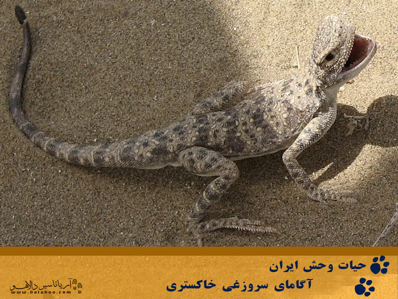  درپشت بدن مارمولک فلس&zwnj;های ناخن مانند وجود دارد.