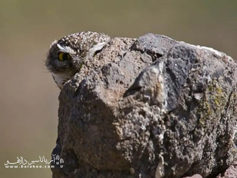 استتار جغد پشت سنگ.