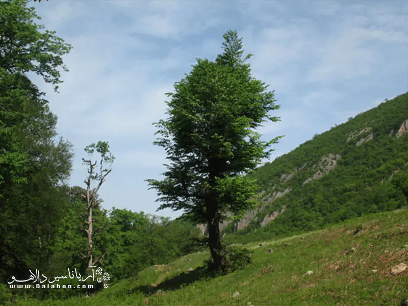 روستا یچناربن و طبیت زیبایش.