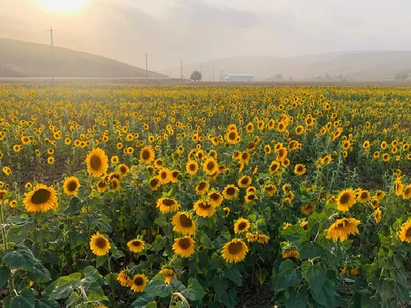 فقط یک بار در سال آن هم اواسط تابستان می‌توانید گل‌های آفتابگردان کالپوش را ببینید