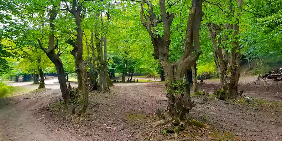 جنگل و آبگرم بلیران