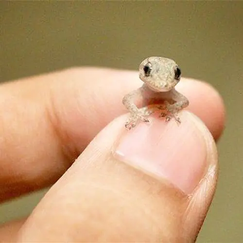 آیا واقعا دم مارمولک سمی است؟