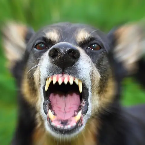 مقابله با حمله سگ‌ها در طبیعت