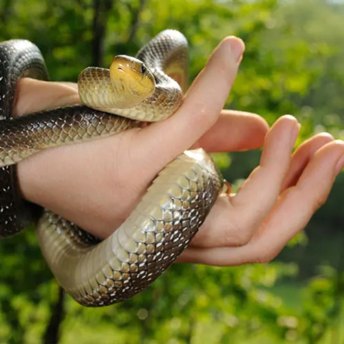 اگر از مار می‌ترسید، این مطلب را بخوانید!