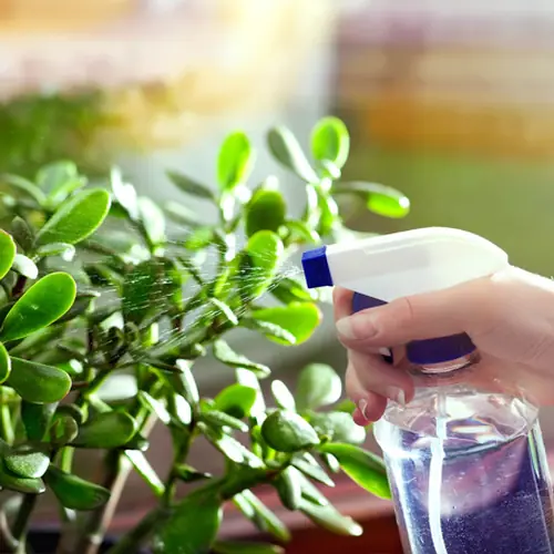 4 ترفند کاربردی برای آبیاری گل‌های‌تان وقتی در سفر هستید!