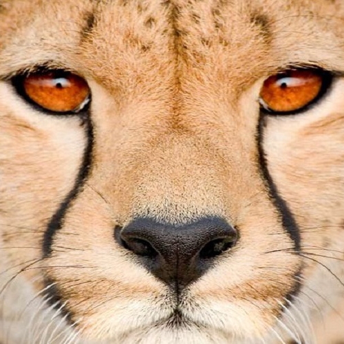 کمتراز 50 عدد تا انقراض یوزپلنگ ایرانی باقیمانده