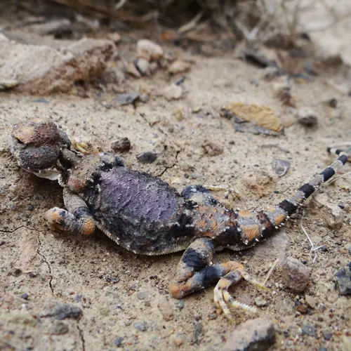 مارمولک بنفش ایران را بشناسیم