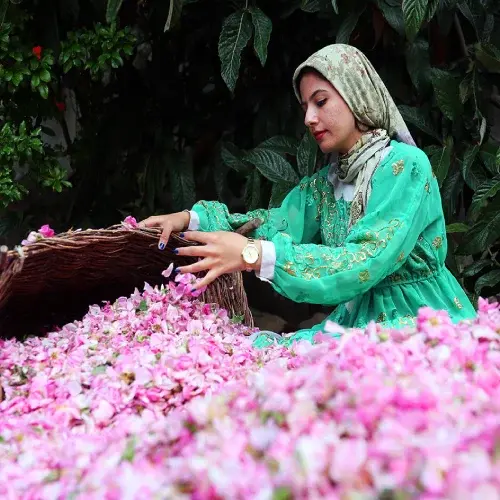 همه چیز درباره جشنواره گلاب